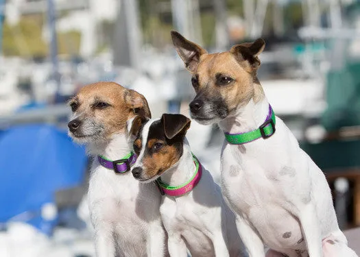 Bermuda-Pink Club Collar